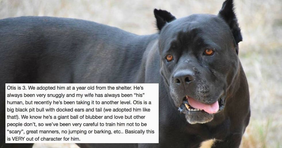 A guy asked why his dog had suddenly become so protective of his wife — the Internet guessed the right reason.