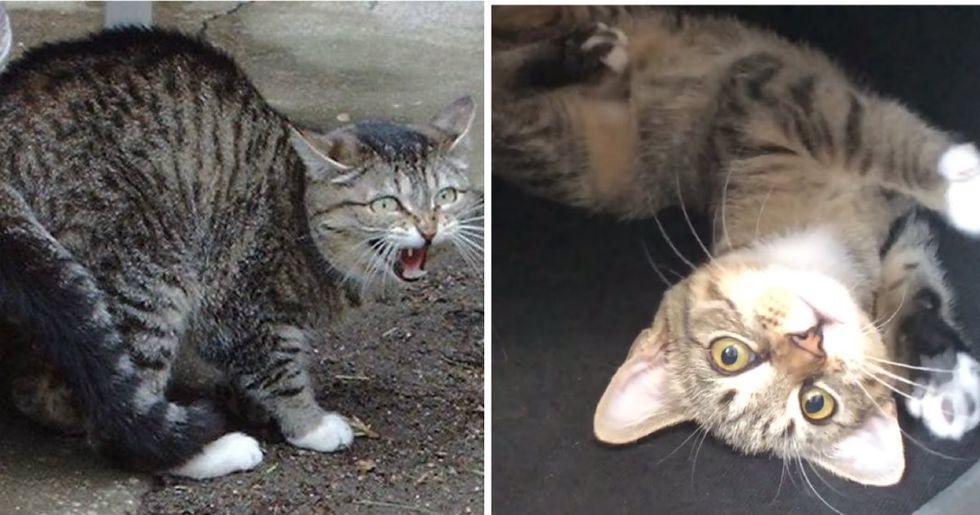 How to socialize a ‘spicy' feral cat.