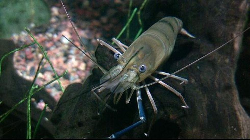 The Crustacean Cure for one of the World’s Worst Parasites