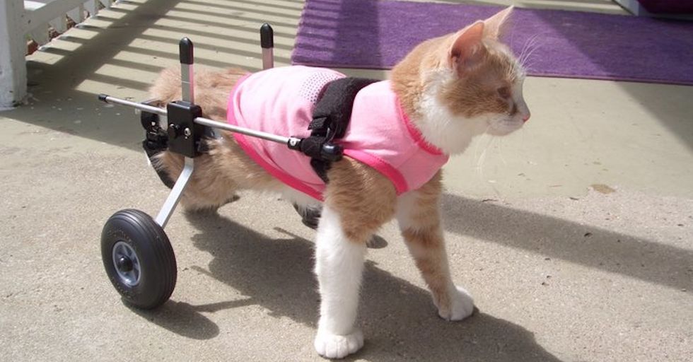 These Animals Wearing Prosthetic Limbs Are the Antidote to Your World-Weary Cynicism