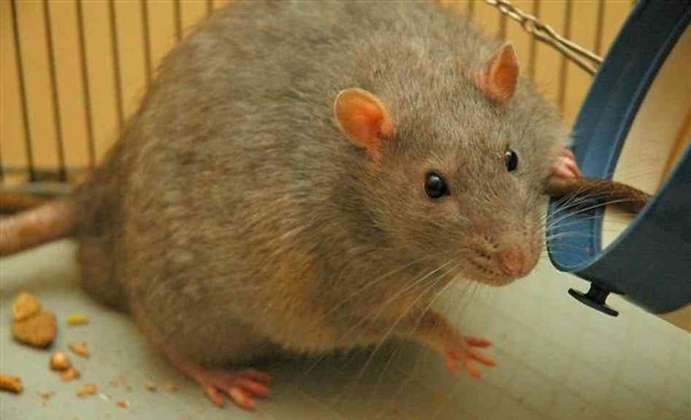 Flabby Lab Rats Now Fab After New Obesity Treatment