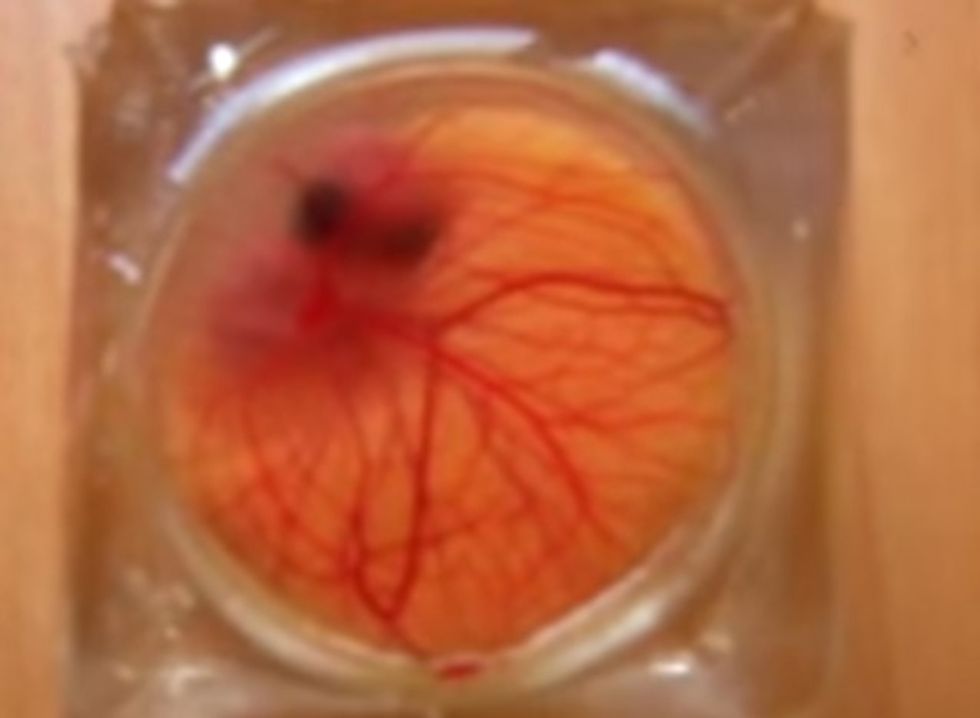 This Transparent Shell Lets Scientists Watch Embryos Develop Inside An Egg