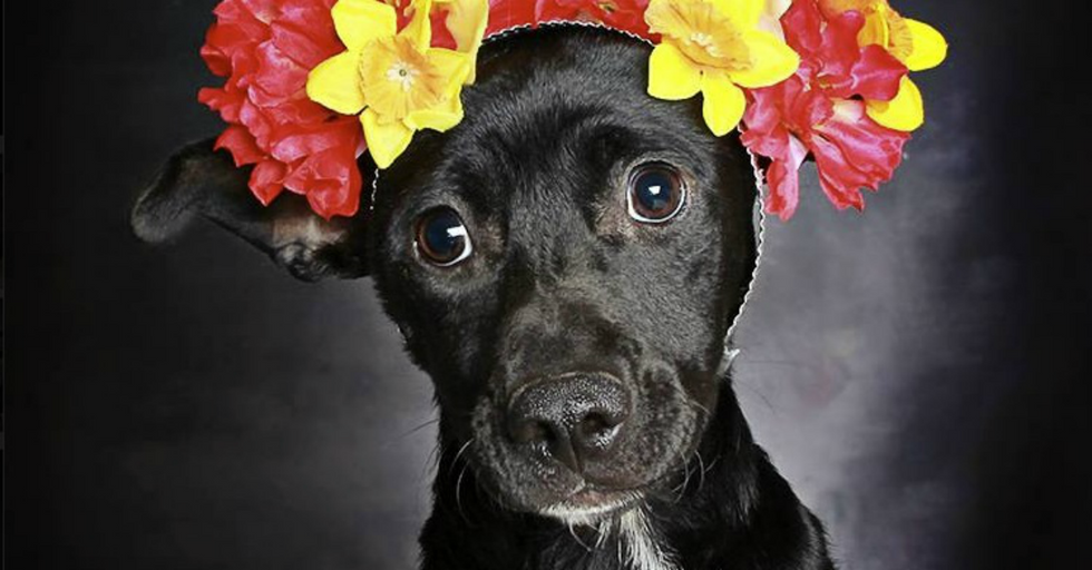 So This Is How You Save A Bunch Of Adorable Shelter Dogs
