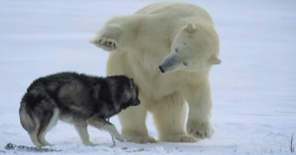 Starving Polar Bear Encounters a Pack of Sled Dogs. Things Get Interesting.