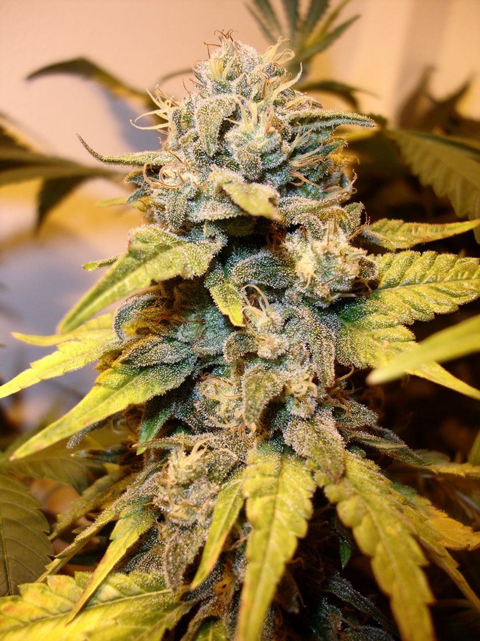 Weed Vending Machines Have Hit the U.S.