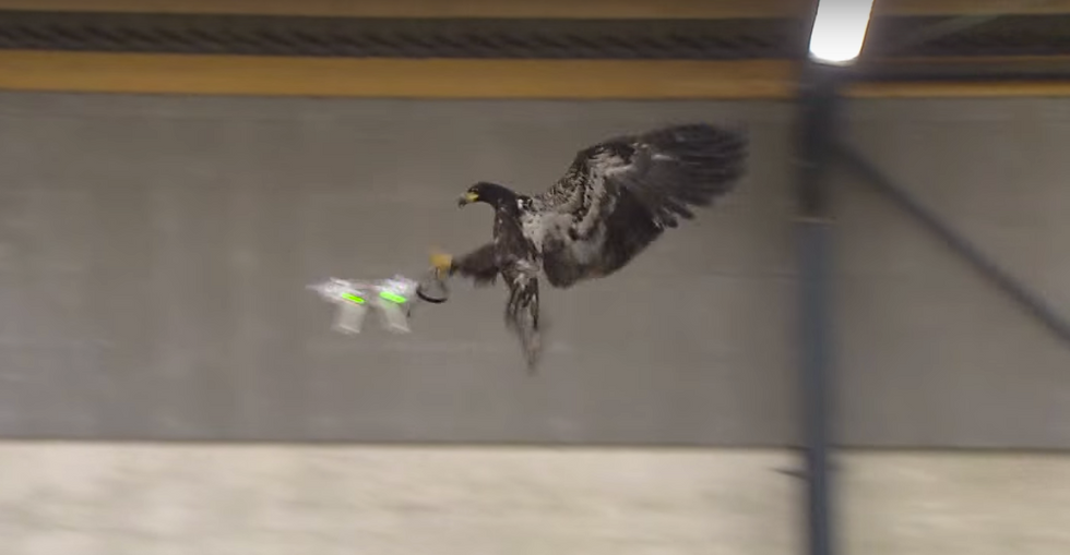 Police Are Training Eagles To Snatch Drones From The Sky