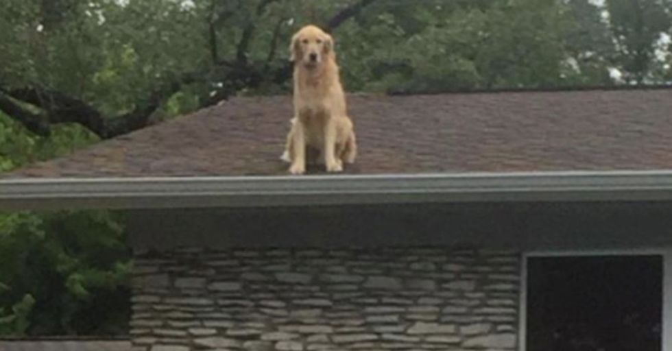 Family Posts A Very Chill Note To Neighbors Explaining Why Their Dog Is On The Roof