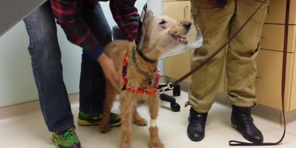 It’s Puppy Love as Once-Blind Dog Sees Family for the First Time