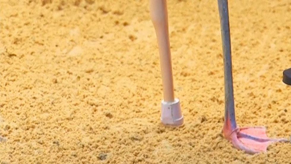 Flamingo Gets Second Lease on Life with Prosthetic Leg
