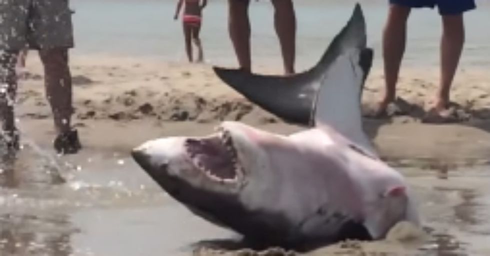 Incredible Great White Shark Rescue Caught On Camera