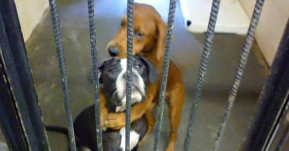 A Photo of Two Dogs Hugging Saved Them From Being Euthanized