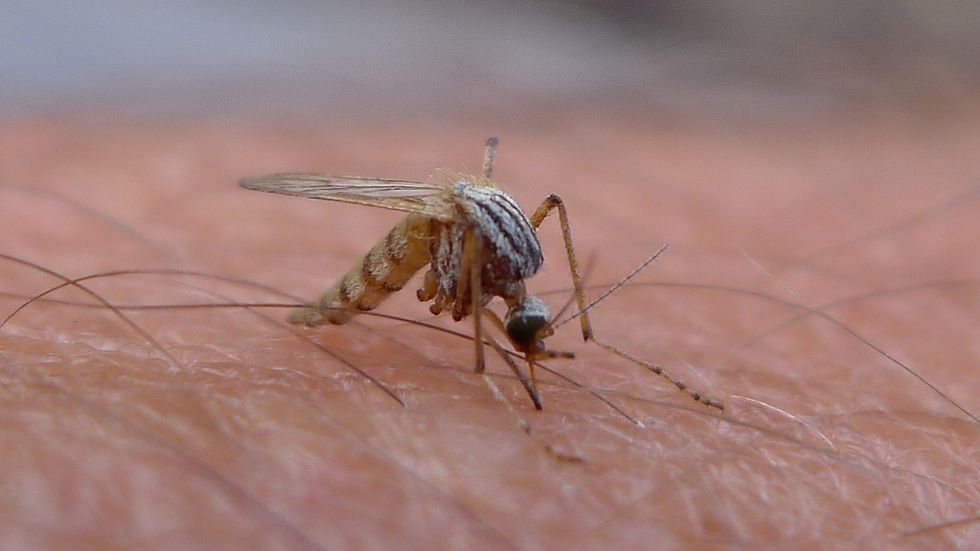 The World’s First Malaria Vaccine Is Almost Here, and Will Be Entirely Not-For-Profit