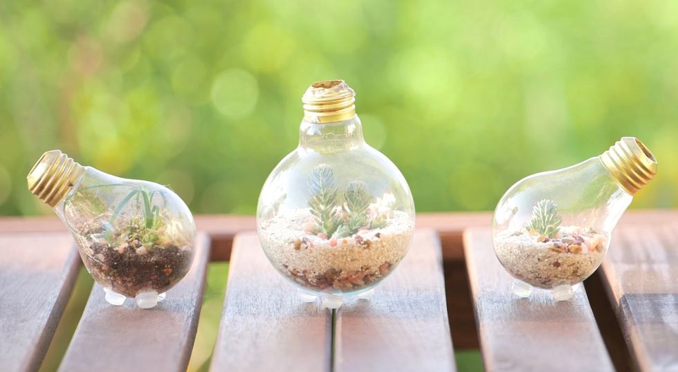 How to Upcycle: Old Lightbulb into Terrarium