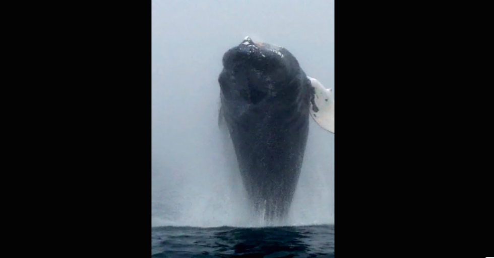 Amazing Whale Leap Captured on Video