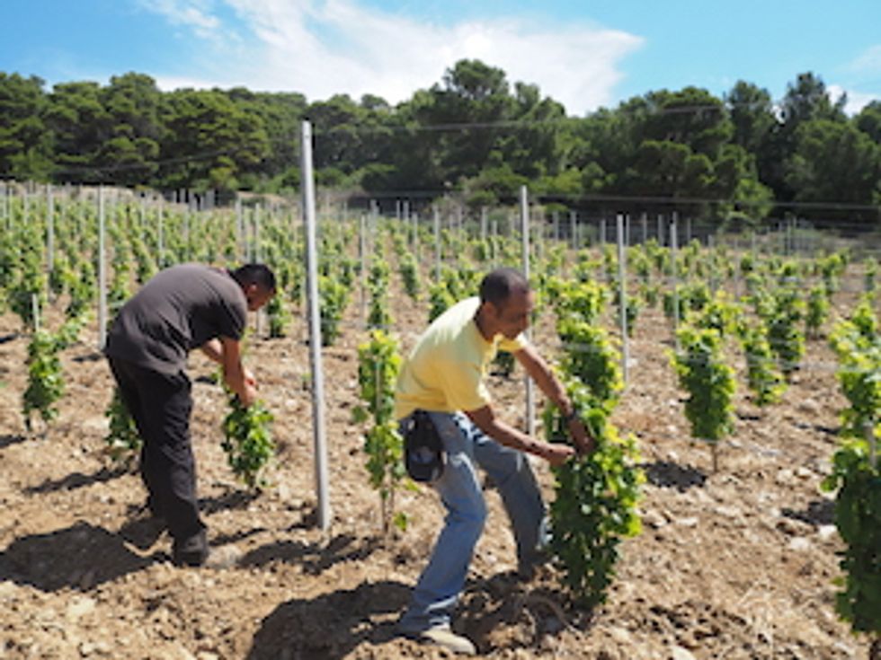 This $146 Bottle Of Wine Comes From An Italian Prison Island