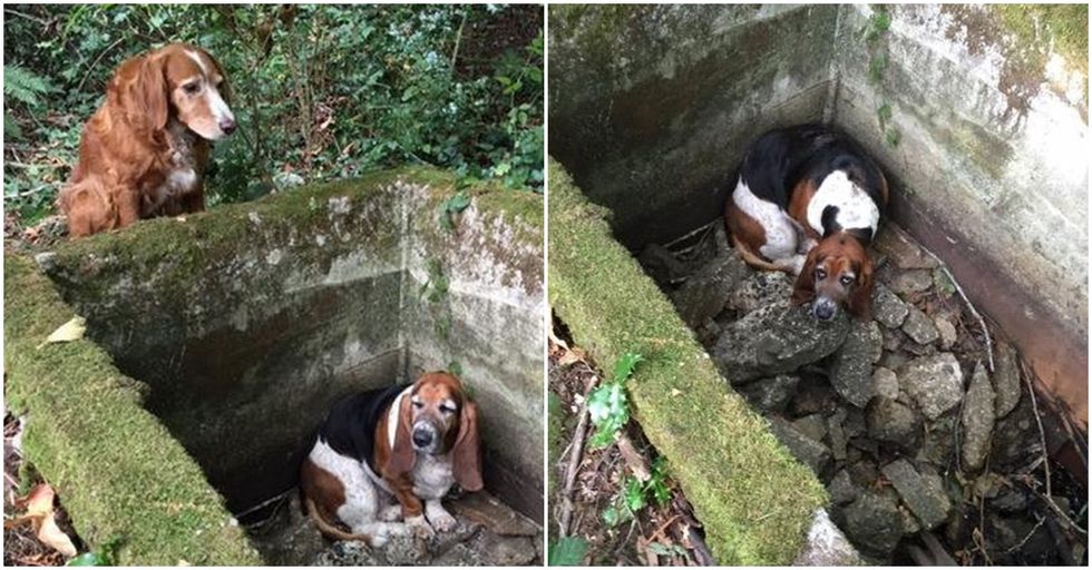 Dog Holds Vigil Over Trapped Friend for a Week