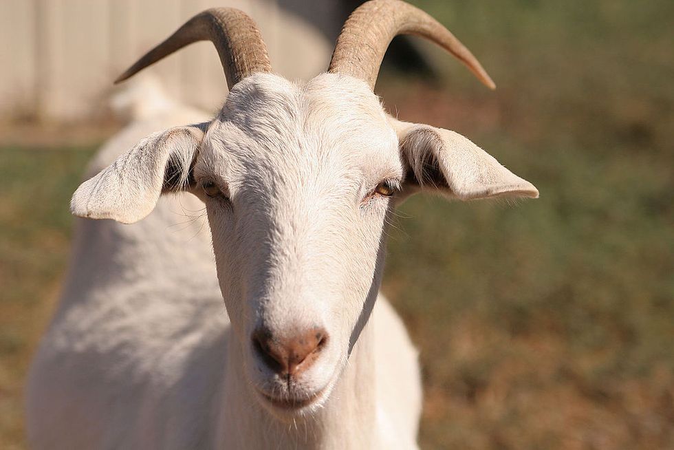 How Goats and School Supplies Aid the Fight Against Child Marriage