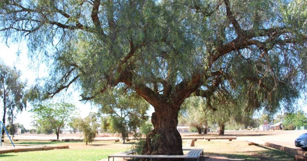 Arborist Enacts Revenge On The Mayor Who Ordered His Favorite Tree Cut Down