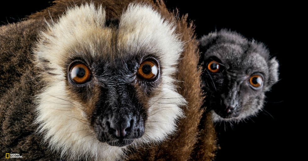 8 Animals Really Feeling the Effects of Climate Change