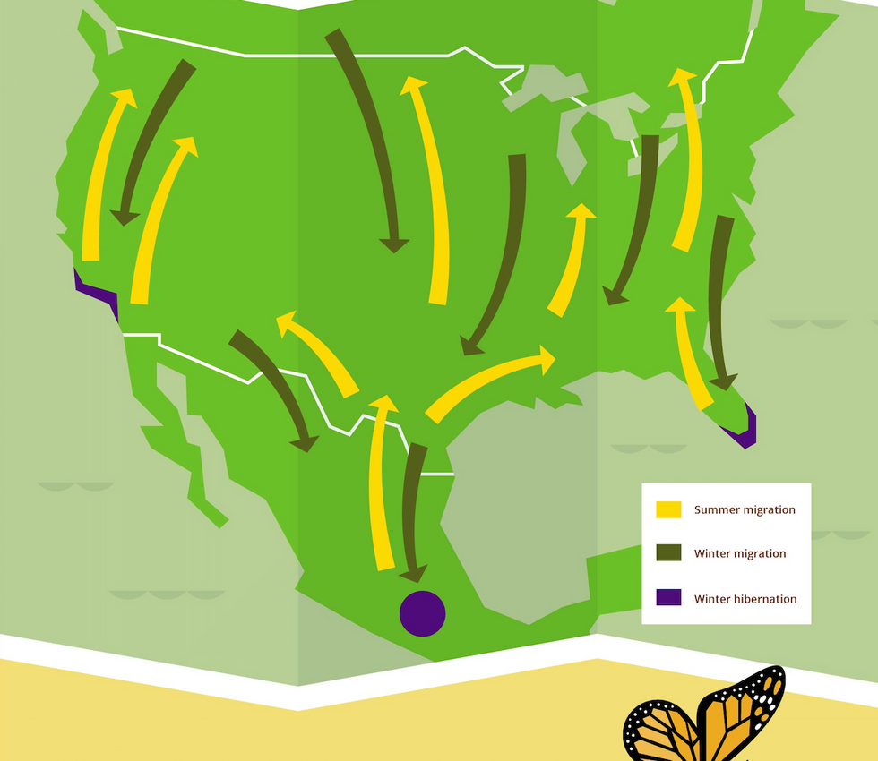 The Radical Journey of the Monarch Butterfly