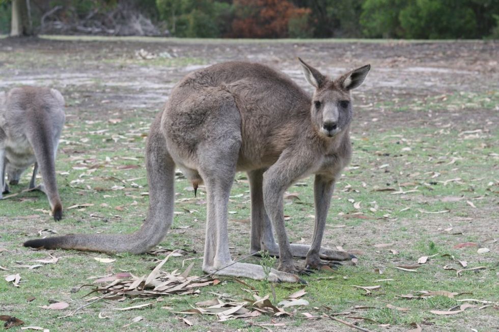 New Study Explores Link Between Climate Change and Kangaroo Farts