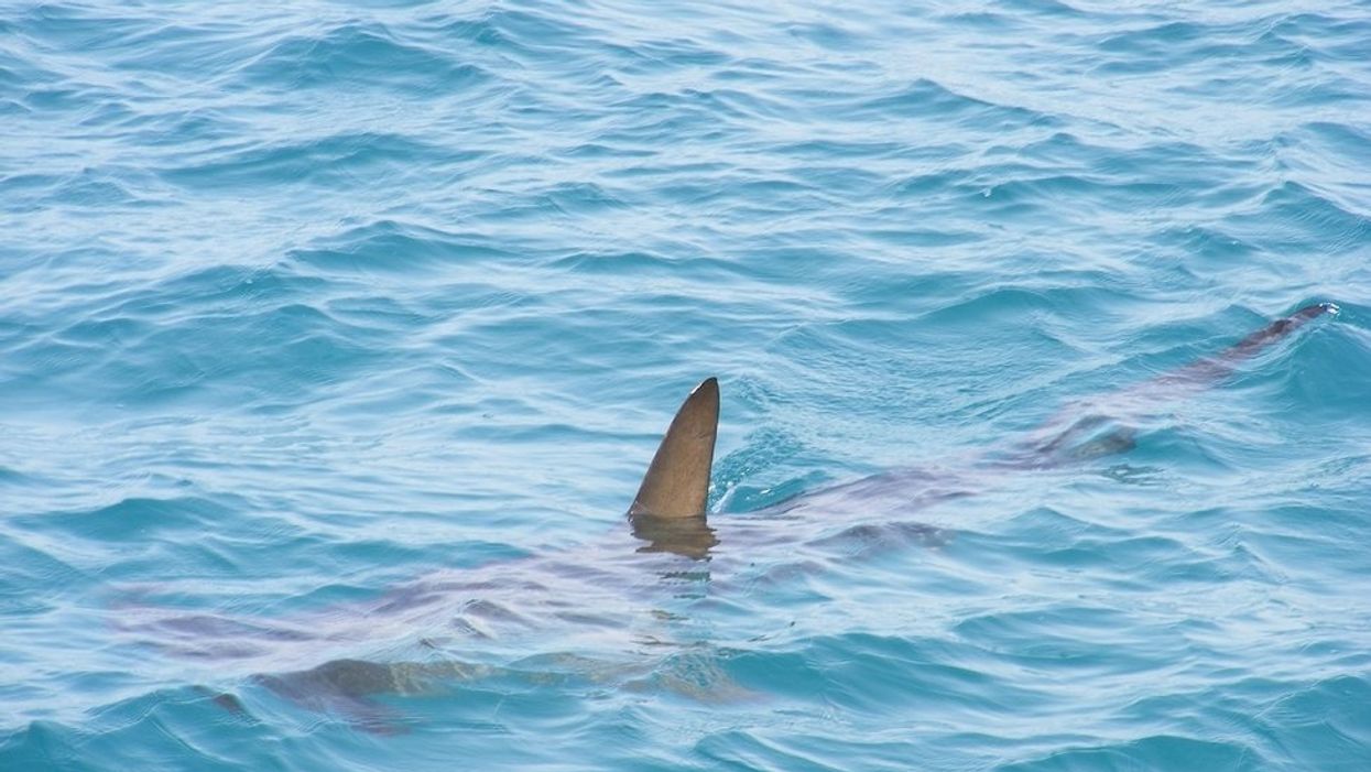 Helicopter spots 5-foot shark just feet away from unknowing swimmers in Florida