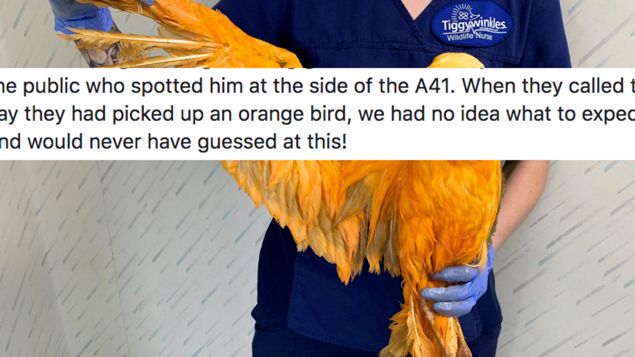 Vets Treat Bizarre, 'Exotic' Orange Bird Only To Realize It's Not Exotic At All