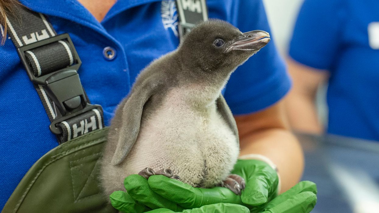 Look at these adorably pudgy penguin chicks born at the Tennessee Aquarium