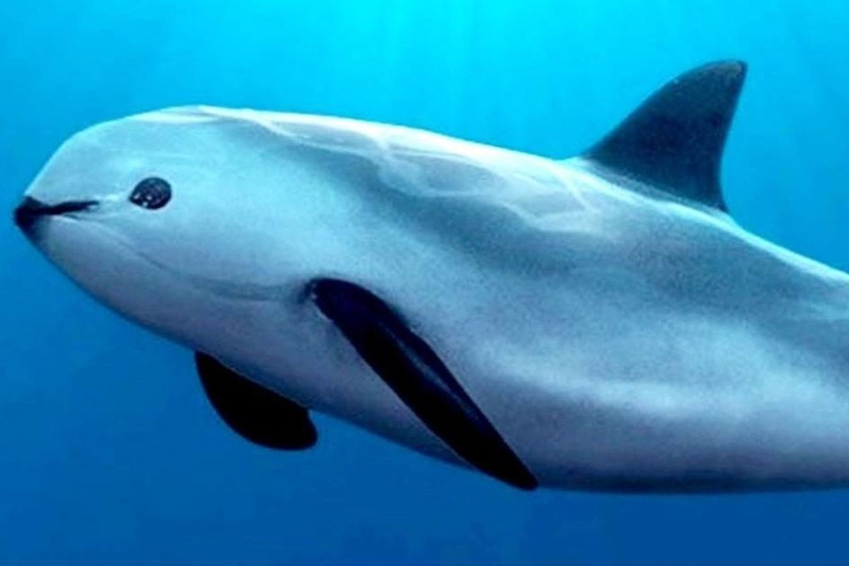 It’s save the vaquita week. What you should know about the world’s most adorable and endangered porpoise.