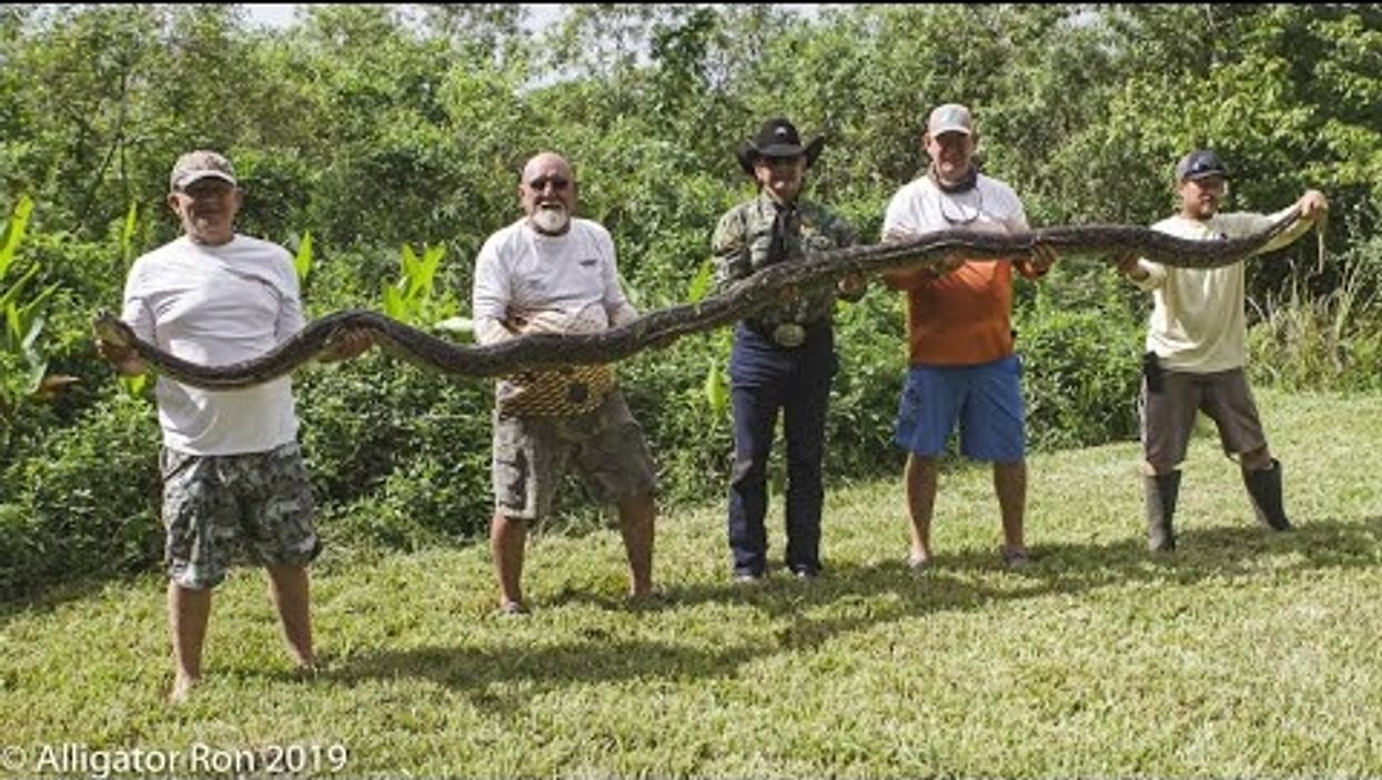 16-foot python, 50 hatching eggs found beneath home in Florida Everglades
