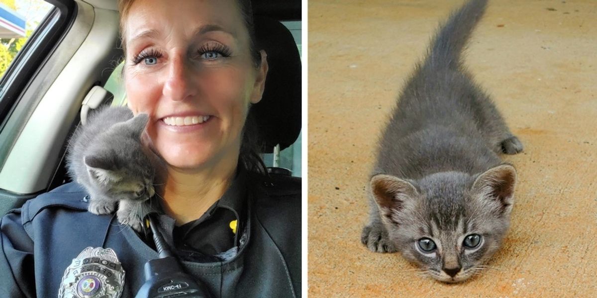 Cop Becomes Foster Dad To Cat Who Jumped In His Police Car - The Dodo