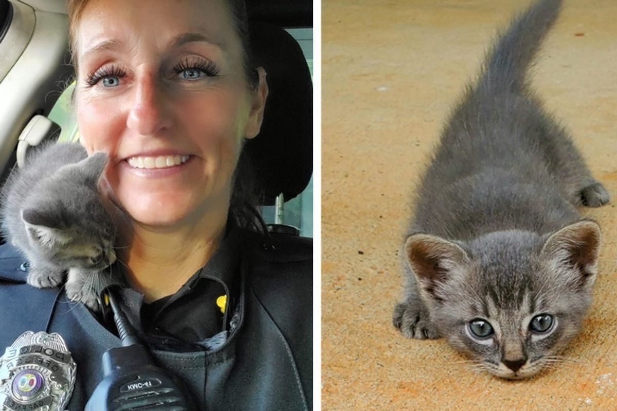 Stray Kitten Runs Across Road, Crawls Up onto Officer's Shoulder and Won’t Let Go