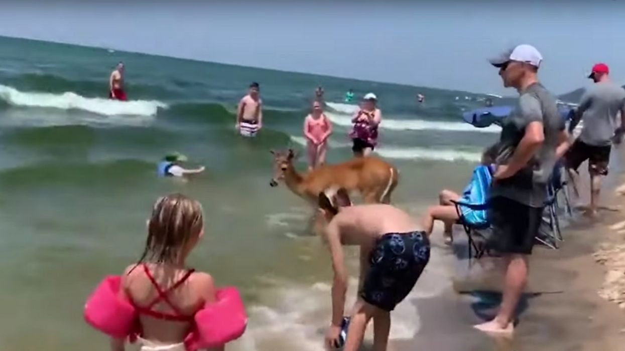 Fearless Deer Just Casually Chills At Lake Michigan Beach Surrounded By Amazed People Like It's NBD