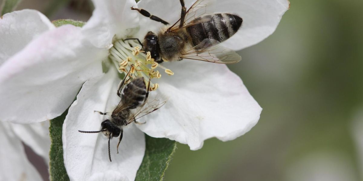 Monoculture farming is not good for bees: Study