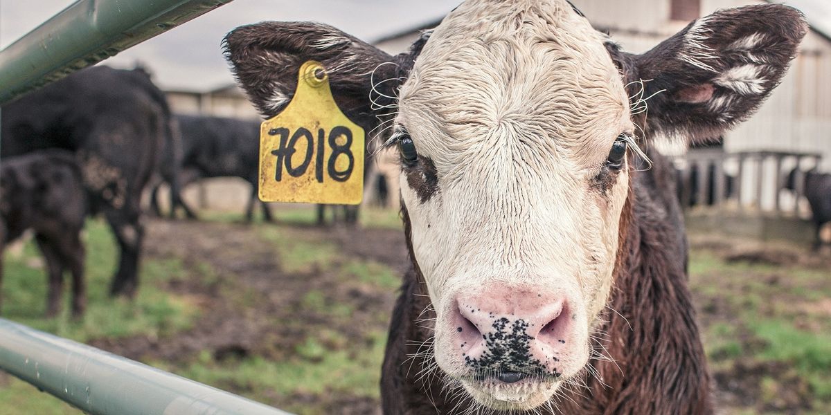 How toxic PFAS chemicals could be making their way into food from Pennsylvania farms