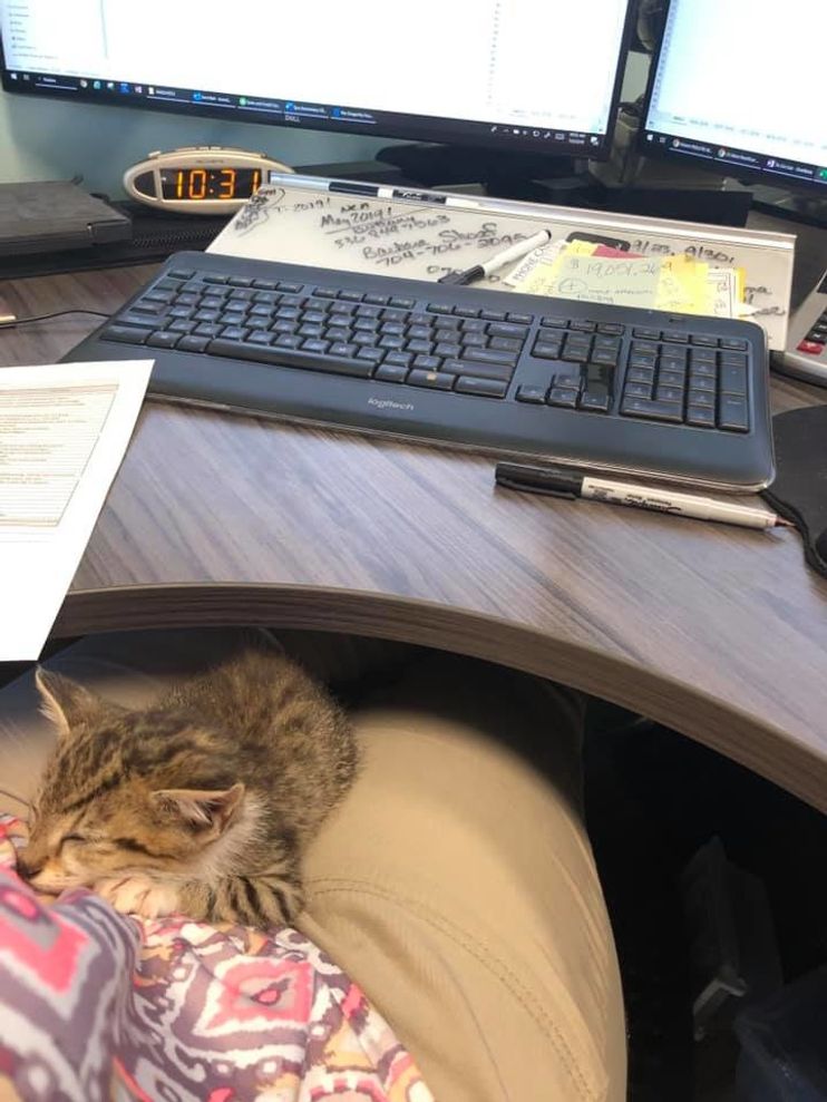 Meet Pawfficer Donut, the Troy Police Department's Adorable Cat –  Meowingtons