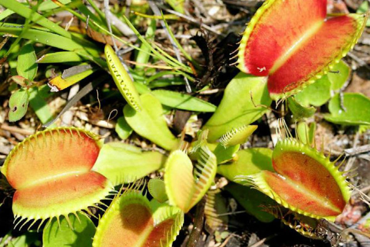 Venus flytrap: Carolinas' most unique plant still in peril