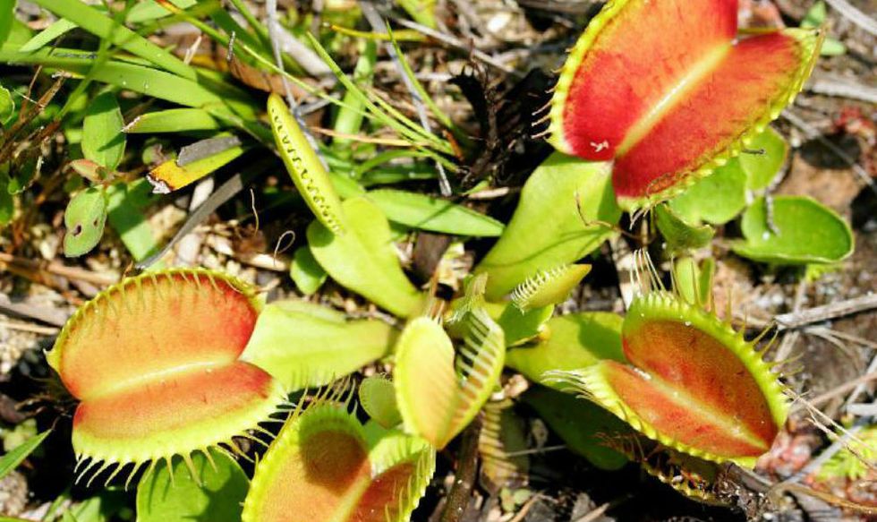 How Venus flytraps store short-term 'memories' of prey