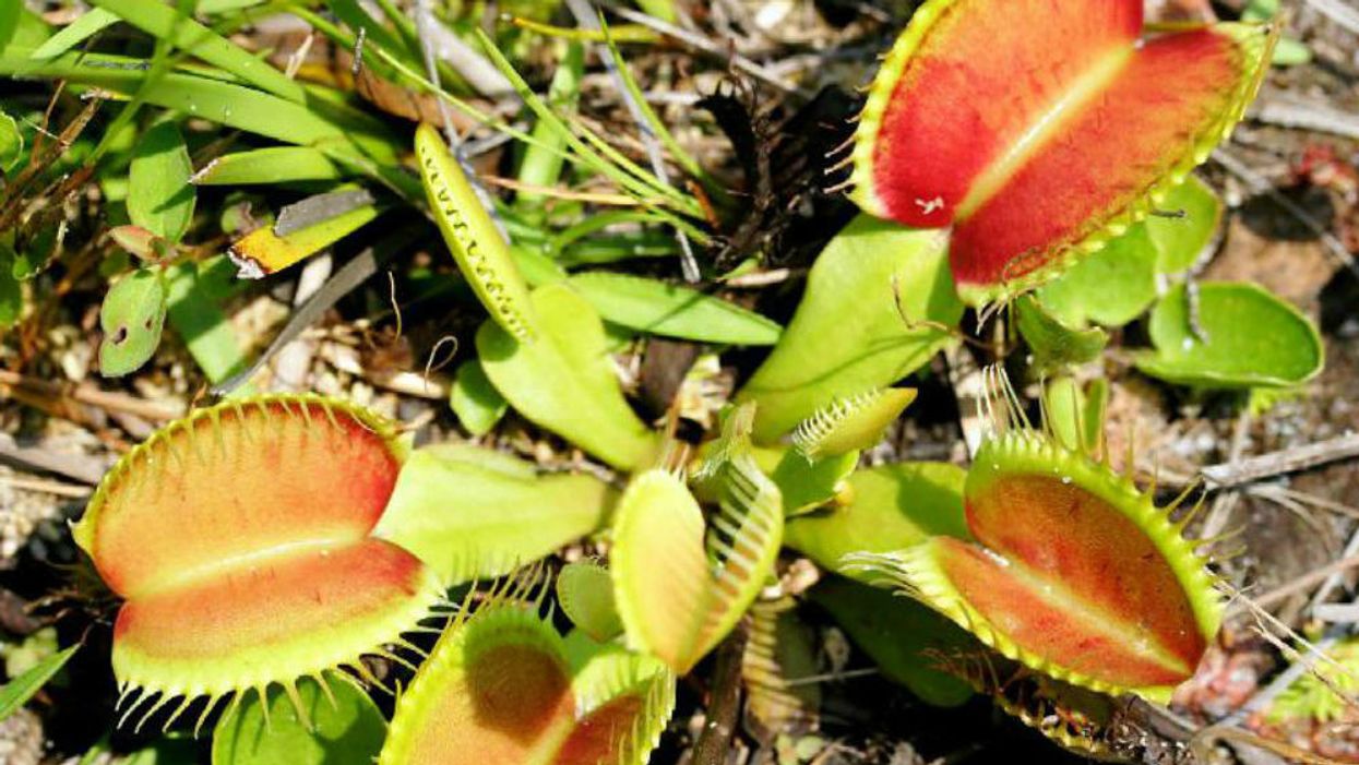 The fascinating story of the Venus flytrap and its Southern roots