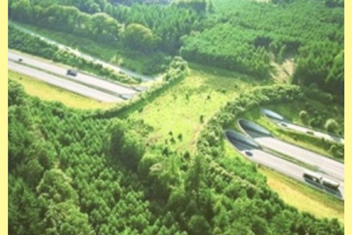 12 Most Awesome Wildlife Crossings in the World