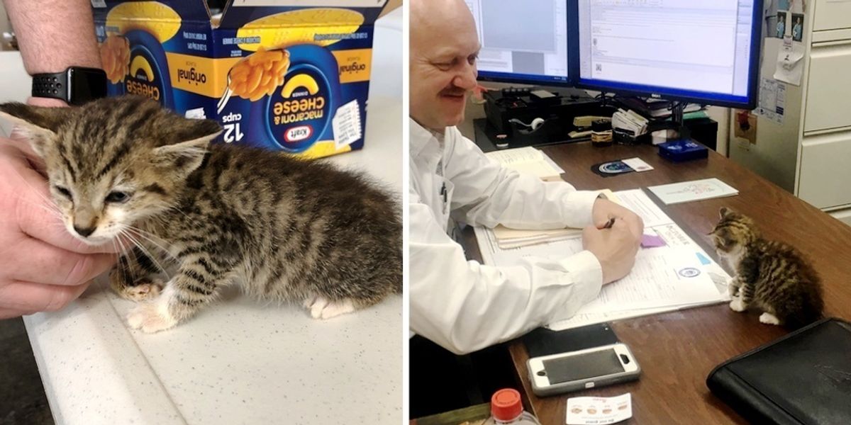 Carolina Beach Police Department shares update on kitten rescues