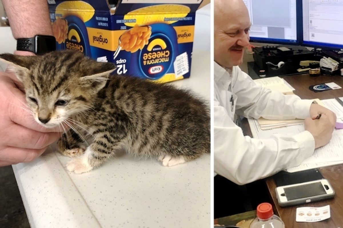 Rescued Kitten Insists on Staying With Police Chief Who Helped Her When Others Couldn't