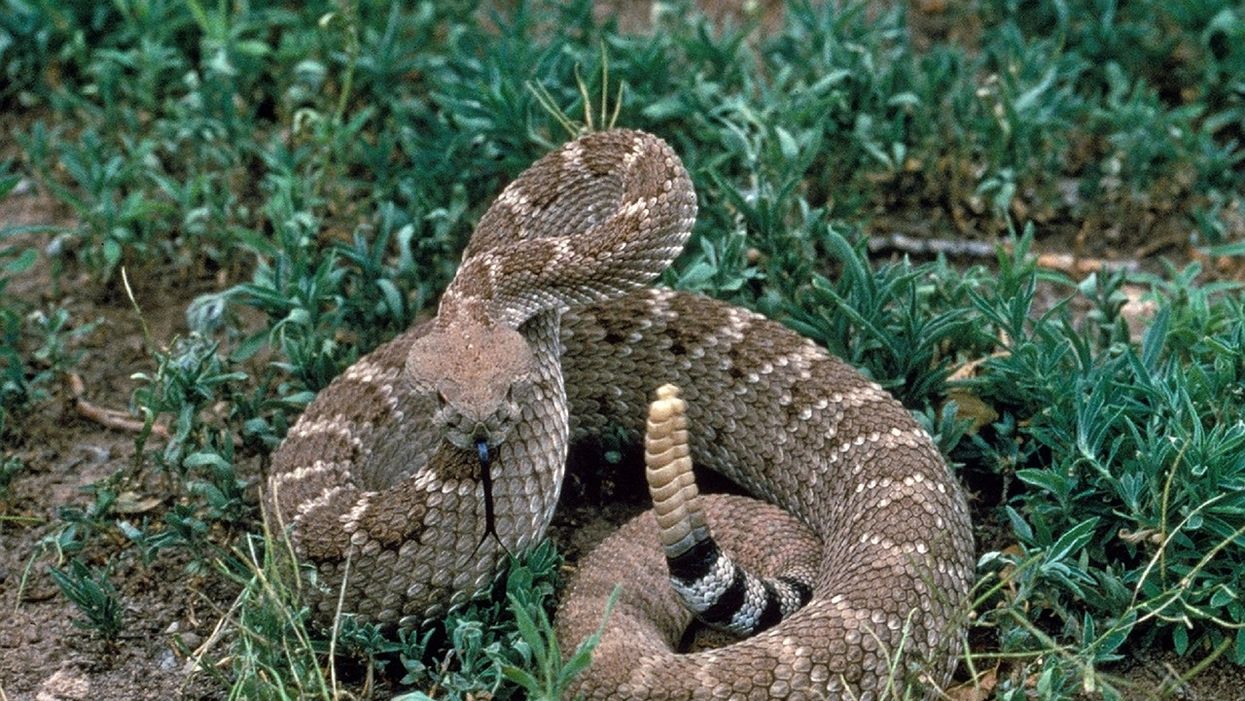 Oklahoma police find rattlesnake, uranium and open bottle of whiskey during traffic stop