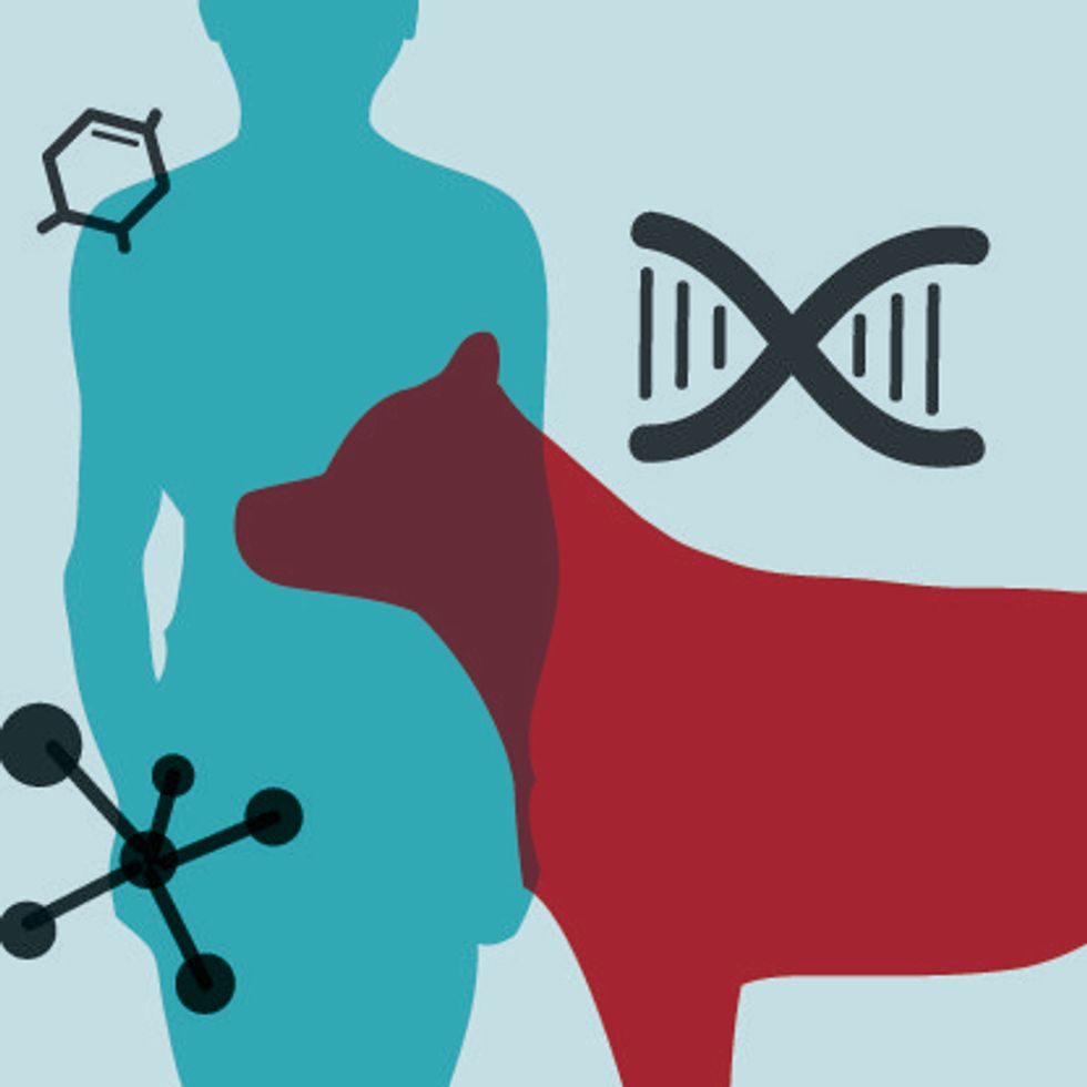 How Studying Dog DNA Helps Scientists Understand Human Disease - GOOD