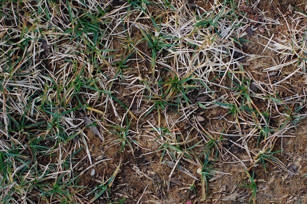 Why Spray-Painting Your Lawn Is an Act of Patriotism