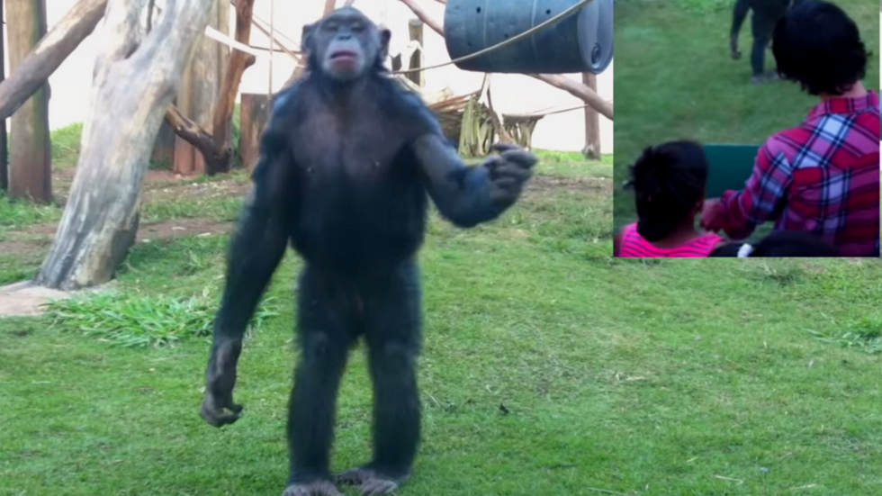 One Clever Trick To Get All The Chimps’ Attention The Next Time You’re At The Zoo