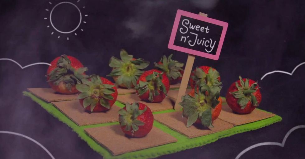 A Brief Look at the Terrifying History of the Modern Strawberry