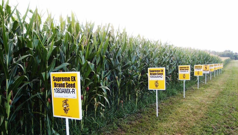 A Tale of Two GMO Transplant Techniques