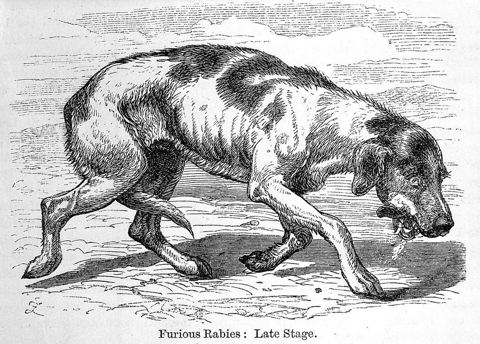 There’s No Reason for Any Nation Not to Vaccinate its Feral Dogs