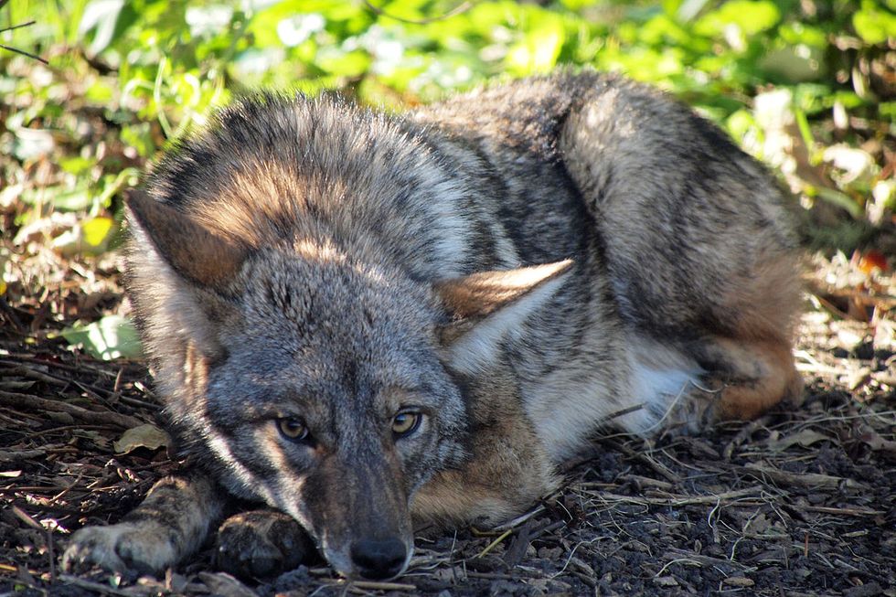 Meet Your New Nocturnal, Rat-Eating Neighbors